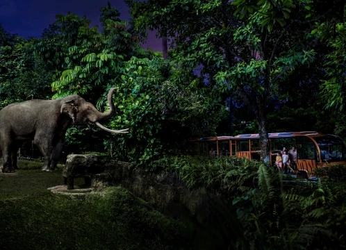 大人気！送迎付きナイトサファリ！